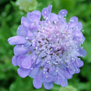 Scabiosa columbaria Butterfly Blue Pincushion Flower for sale 
