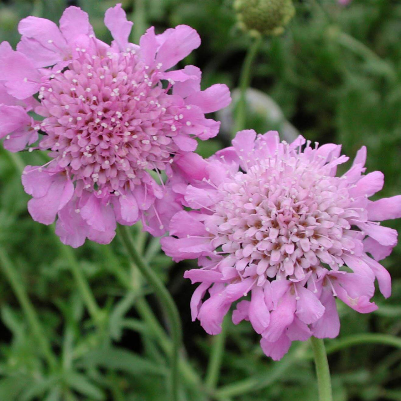 Scabiosa columbaria Pink Mist Pincushion Flower for sale 