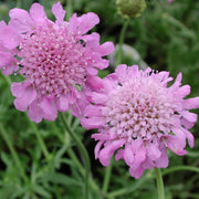 Scabiosa (Pincushion Flower): Plant Care & Growing Guide