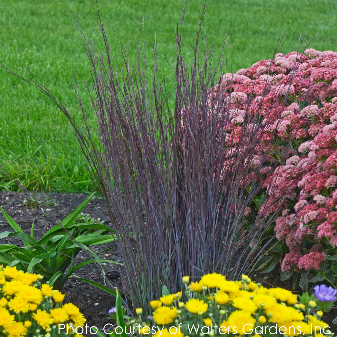 Schizachyrium Smoke Signal Little Bluestem