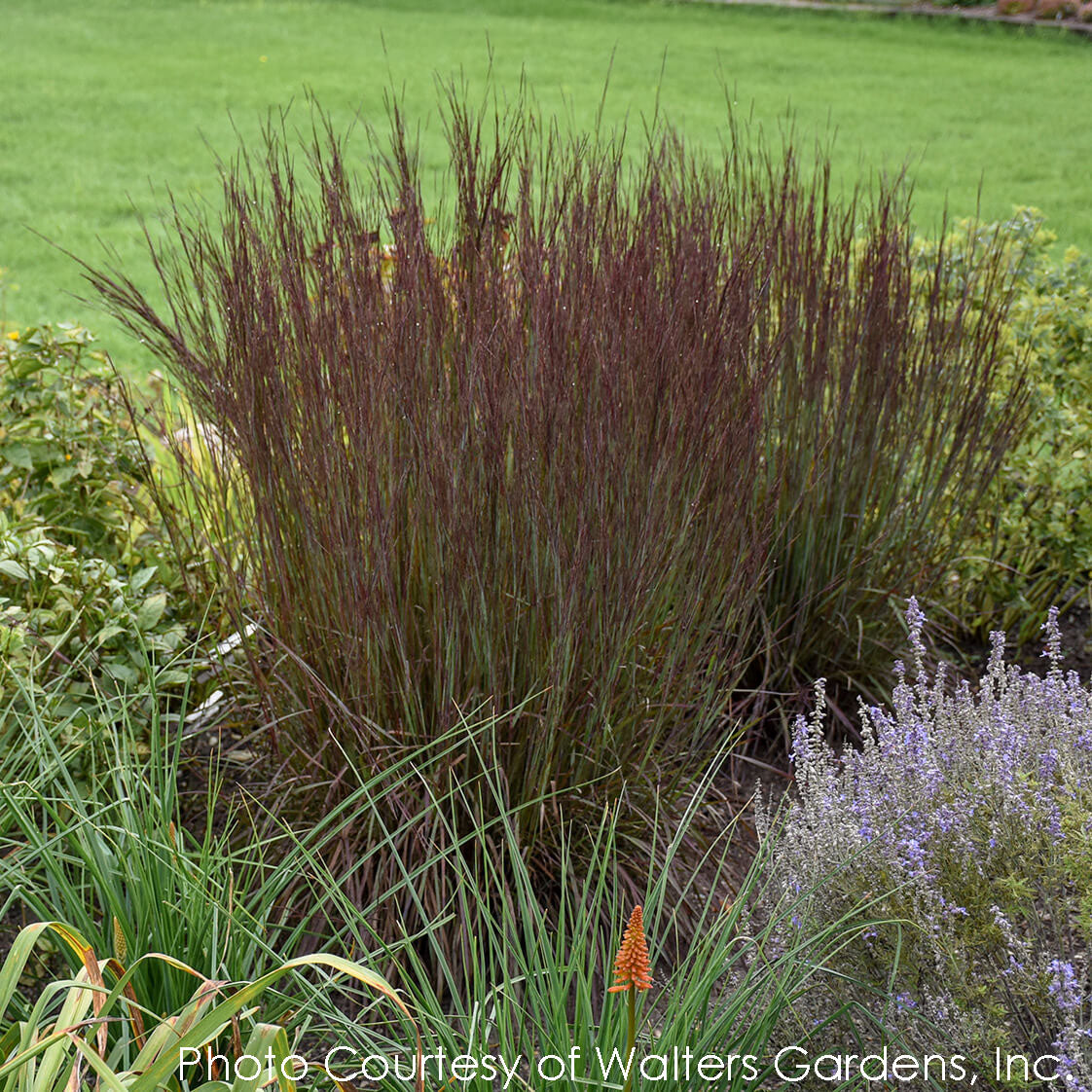 Schizachyrium Smoke Signal Little Bluestem