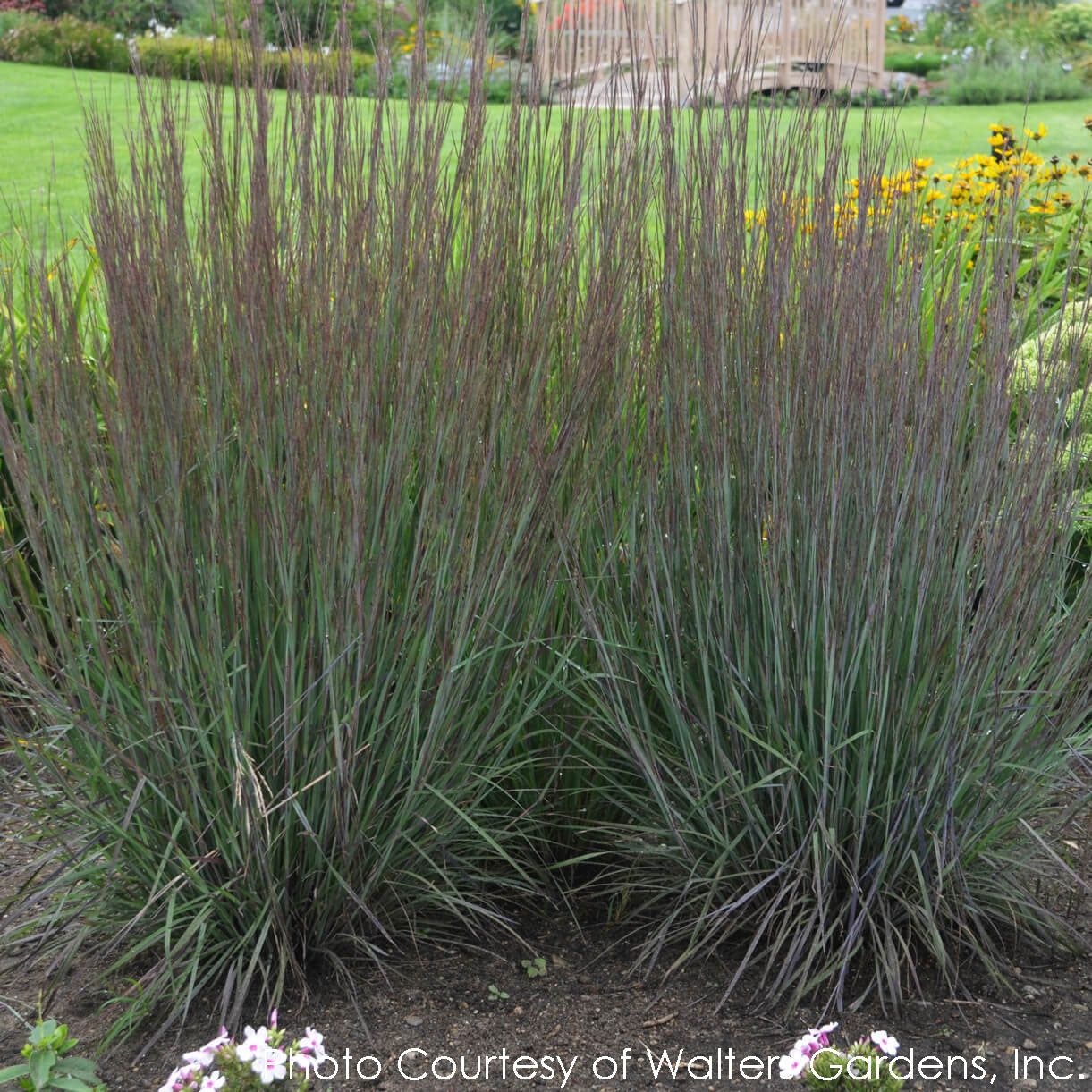 Schizachyrium Smoke Signal Little Bluestem