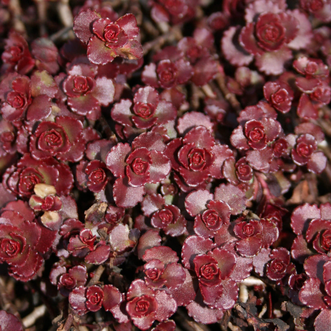 Sedum Fuldaglut Blaze of Fulda Stonecrop for sale 