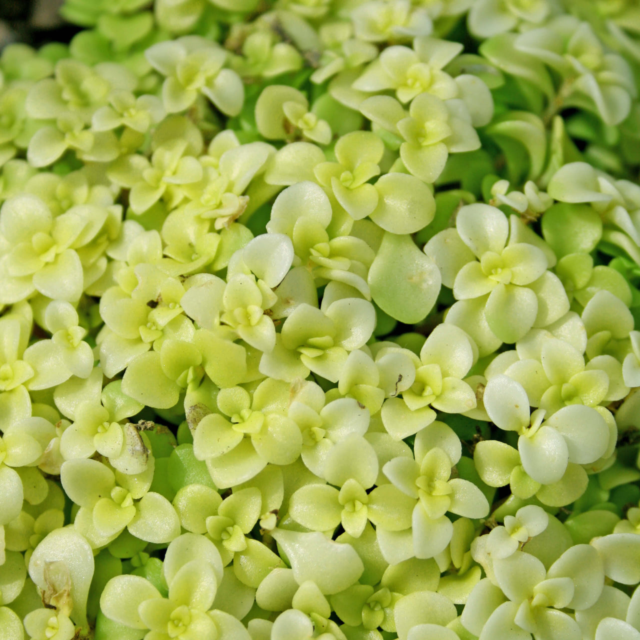 Sedum makinoi Ogon Stonecrop for sale