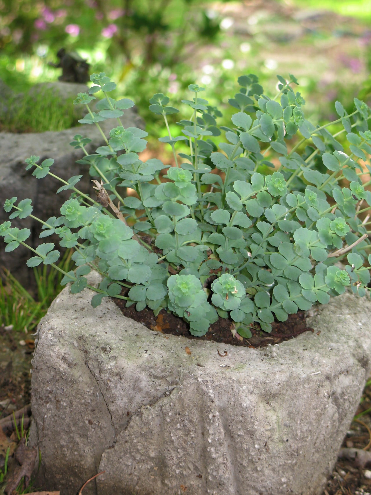 Sedum sieboldii October Daphne for sale