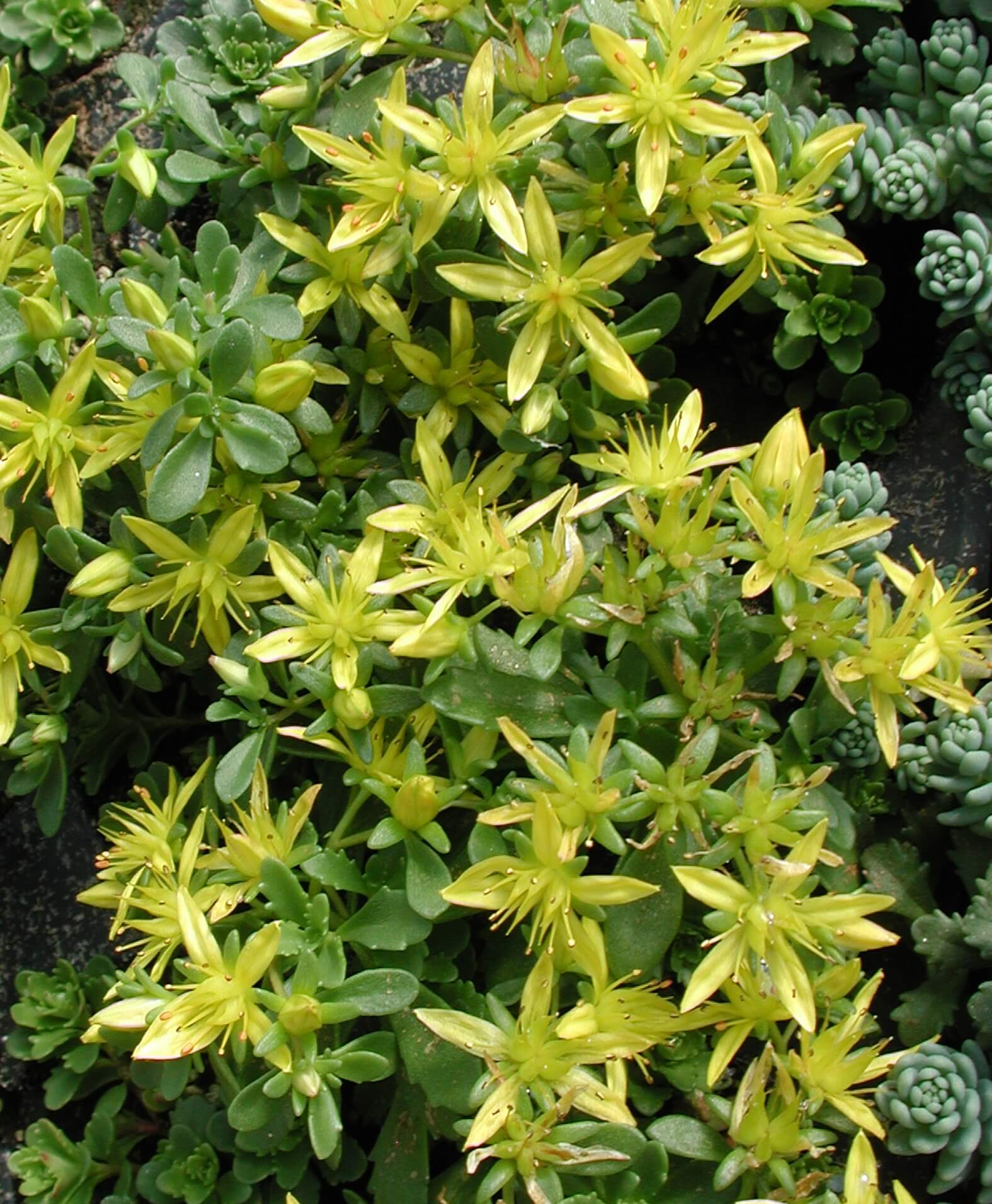 Sedum floriferum Weihenstephaner Gold Stonecrop for sale 