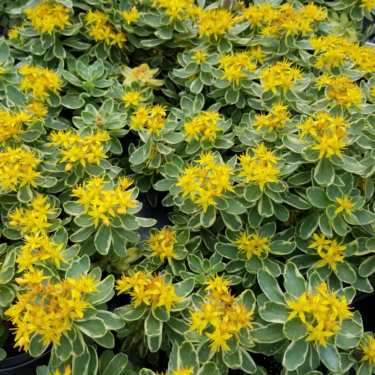 Sedum kamtschaticum 'Variegatum' Variegated Stonecrop