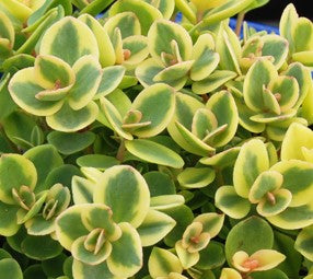 Sedum Lime Twister Stonecrop