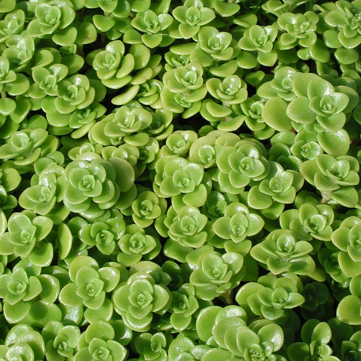 Sedum Limelight Stonecrop 