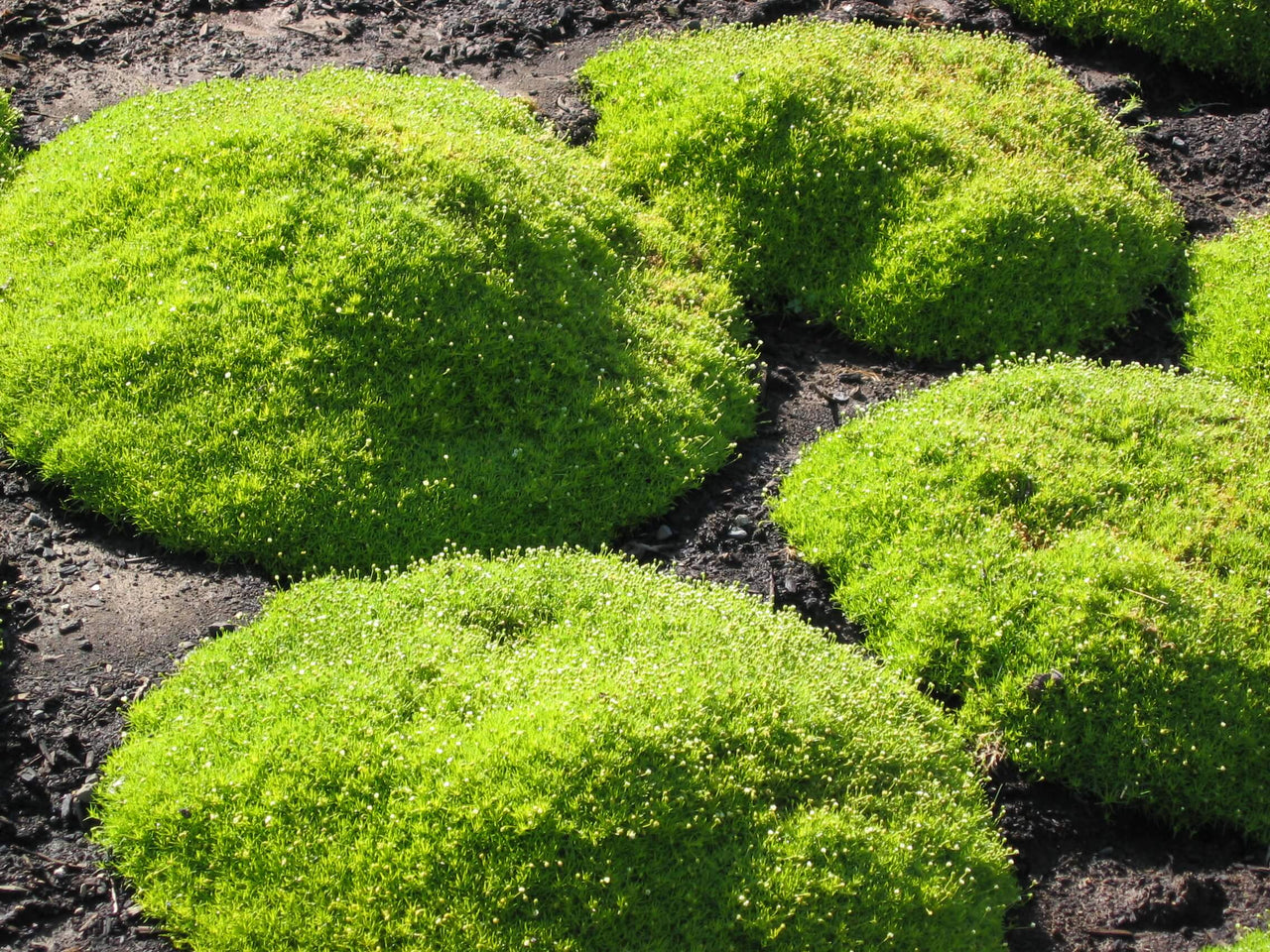 Sagina subulata 'Aurea' Scotch Moss