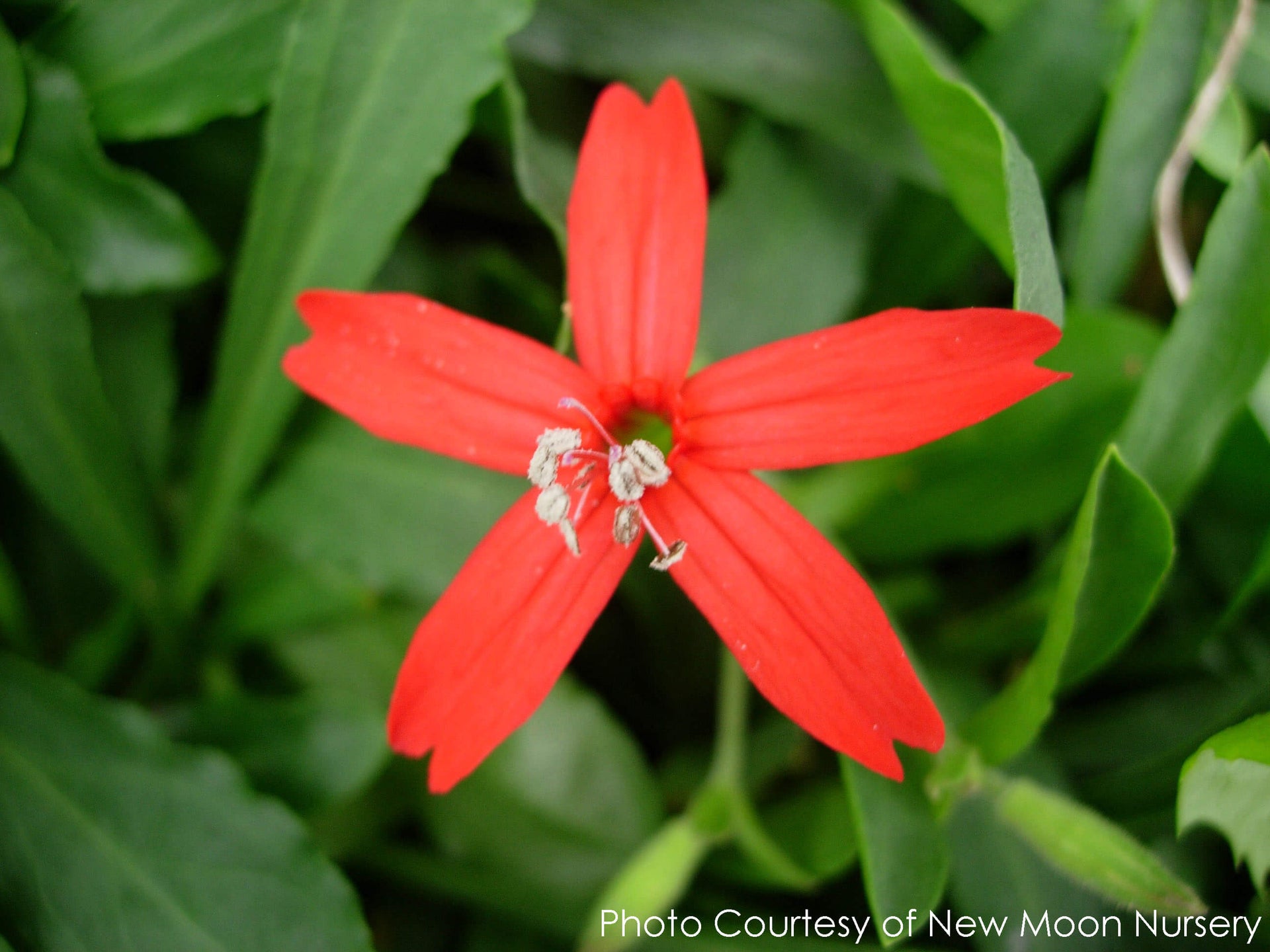 fire pink flower seeds Silene virginica Fire Pinks