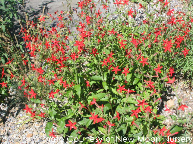 Silene virginica Fire Pinks