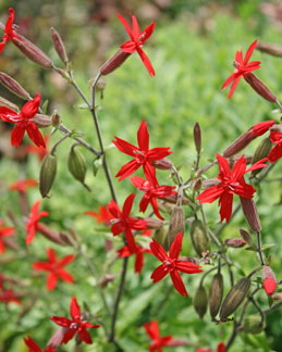 Silene virginica Fire Pinks