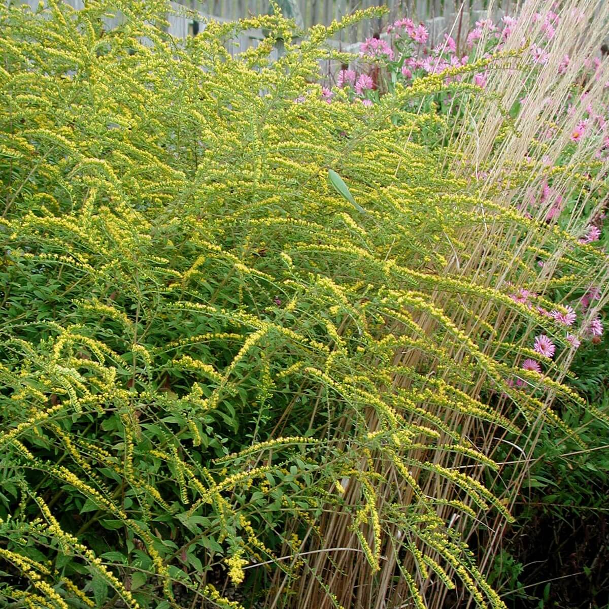 Solidago rugosa 'Fireworks' Rough-stemmed Goldenrod