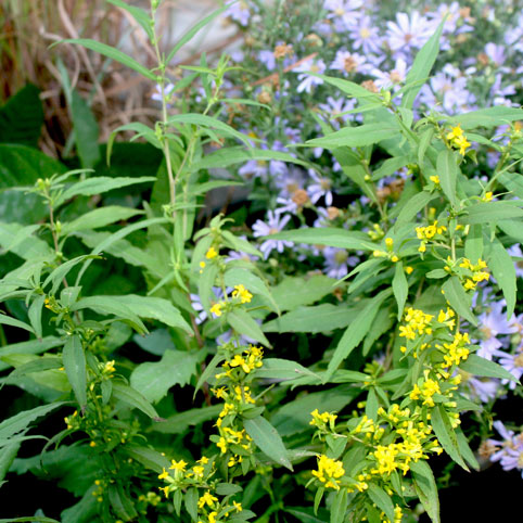 Solidago caesia Blue-stem Goldenrod