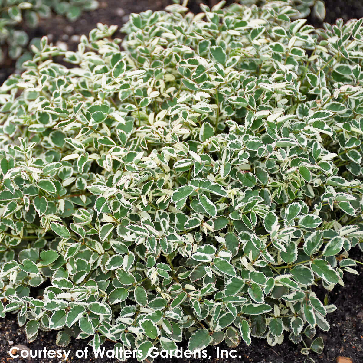 Sanguisorba Little Angel Burnet for sale 