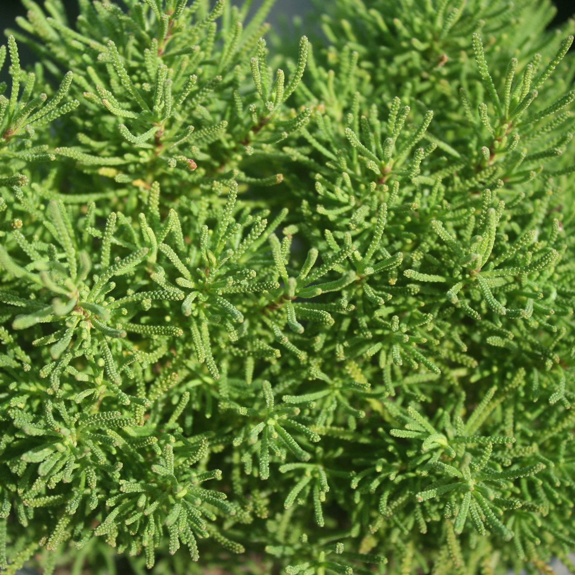 cotton lavender plants for sale Santolina virens Lavender Cotton for Sale