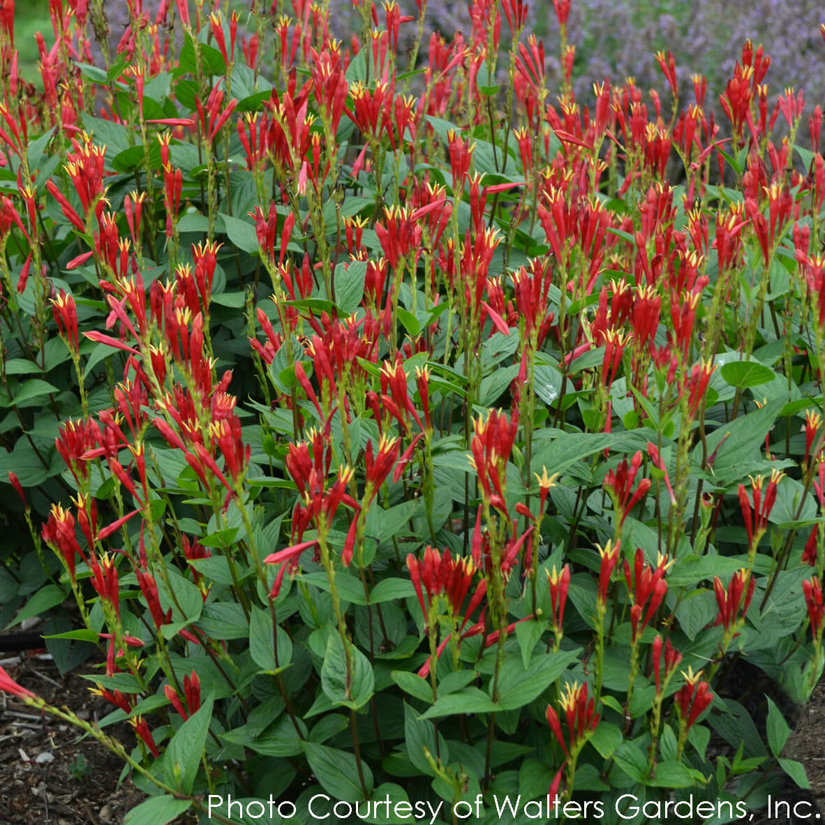 Spigelia Little Redhead Indian Pink