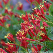 Spigelia Little Redhead Indian Pink