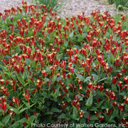 Spigelia Little Redhead Indian Pink