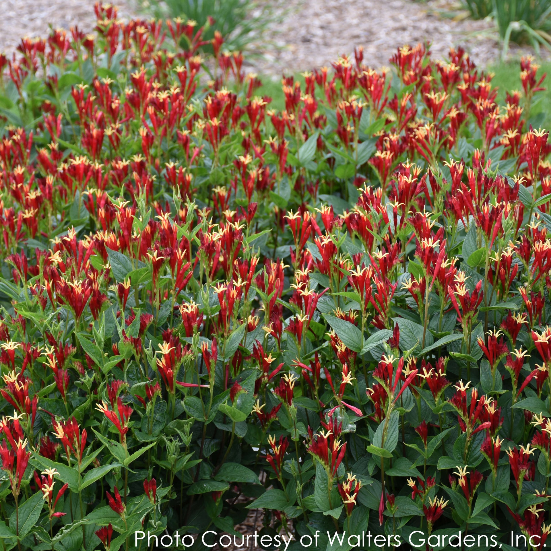 Spigelia Little Redhead Indian Pink