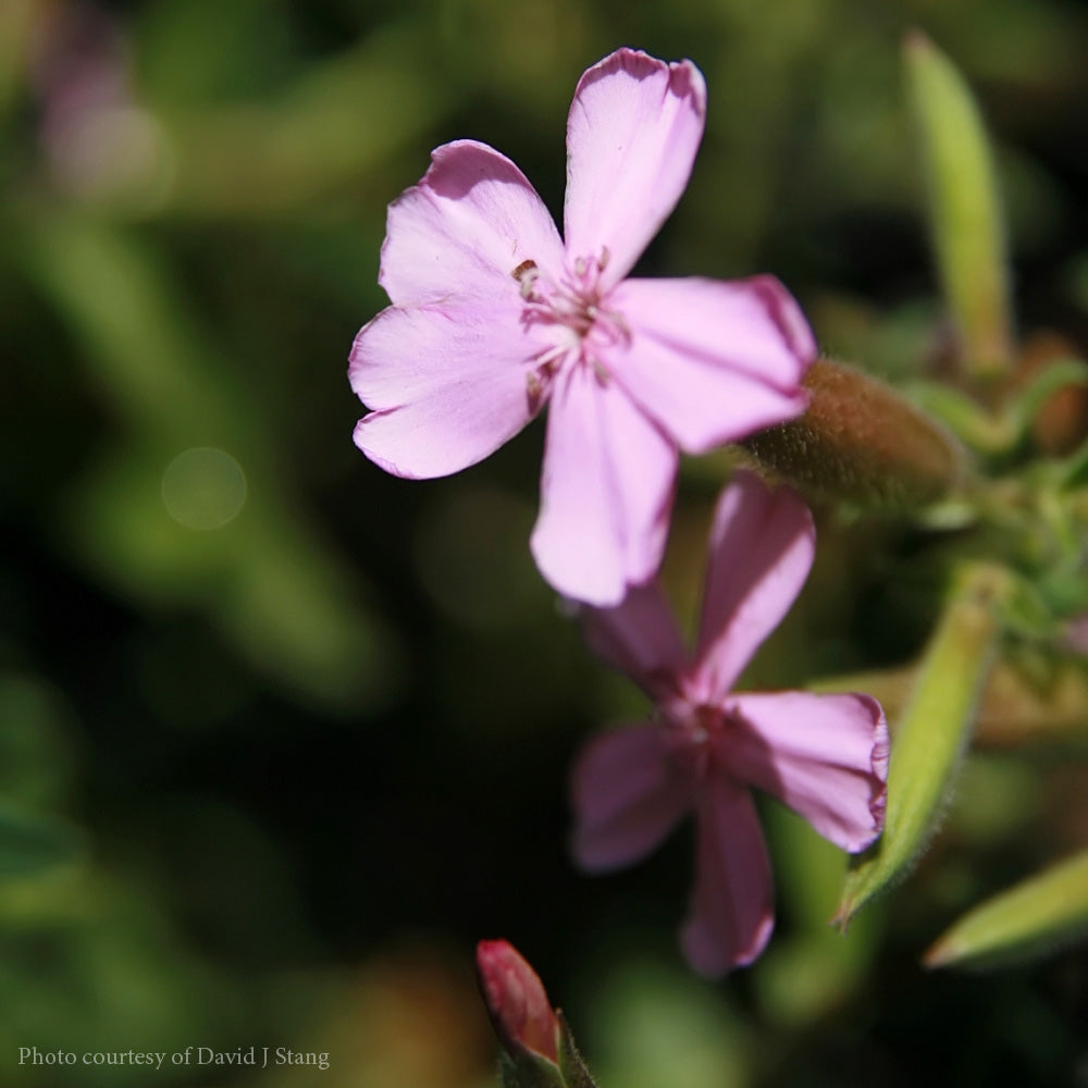 Saponaria Max Frei Soapwort