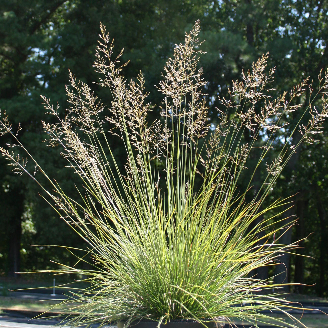 Sporobolus heterolepis 'Tara' Prairie Dropseed