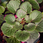 Saxifraga stolonifera Hope's Wine Strawberry Geranium for sale