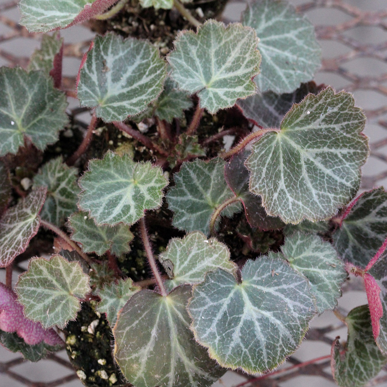Saxifraga stolonifera 'Hsitou Silver' Strawberry Geranium