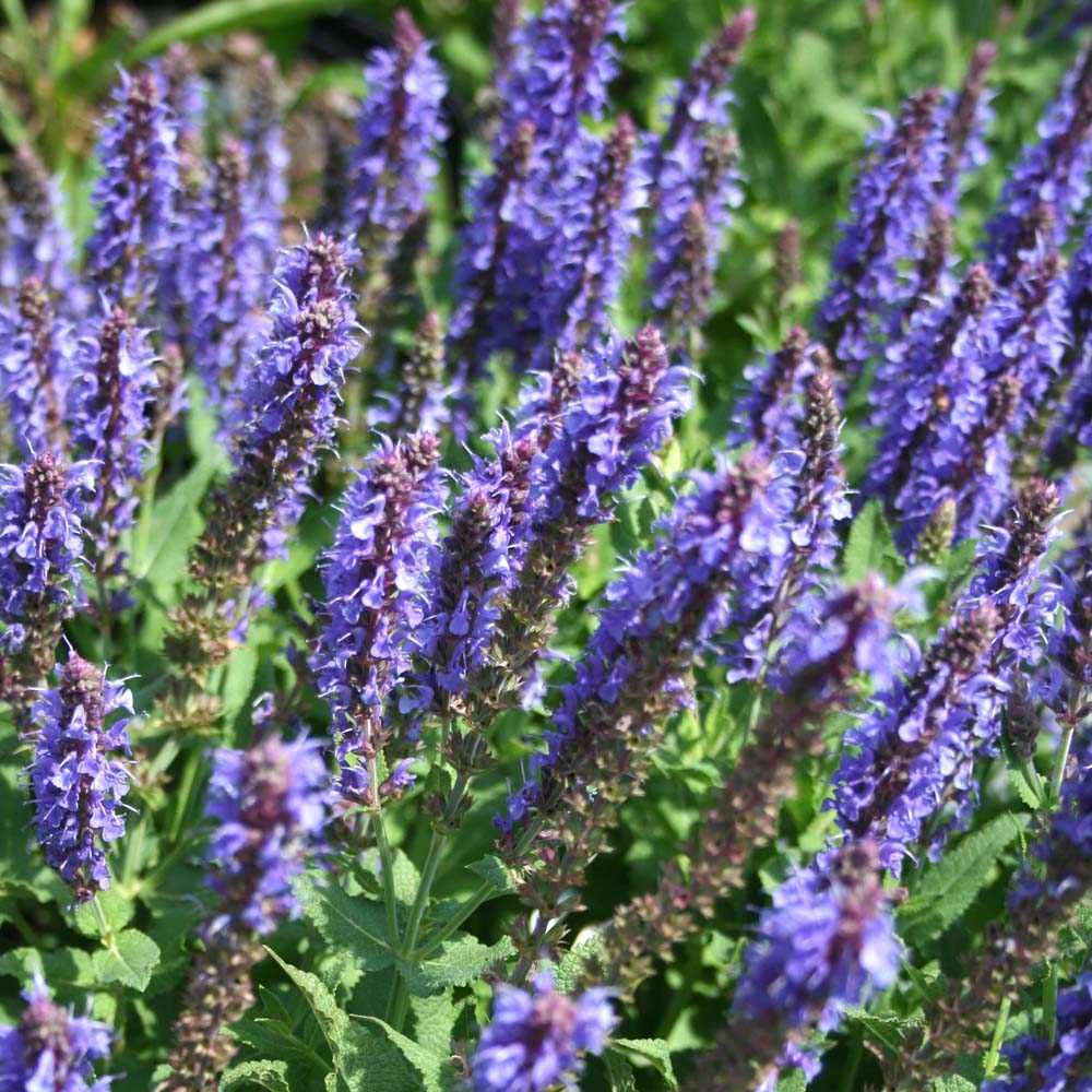 Salvia 'Blue Hill' Meadow Sage