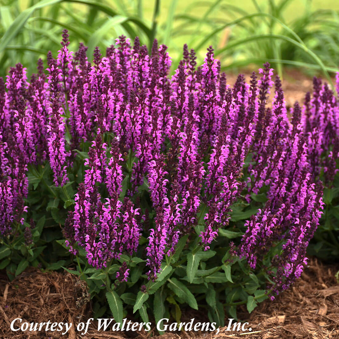 Salvia nemorosa 'Bumbleberry' Meadow Sage