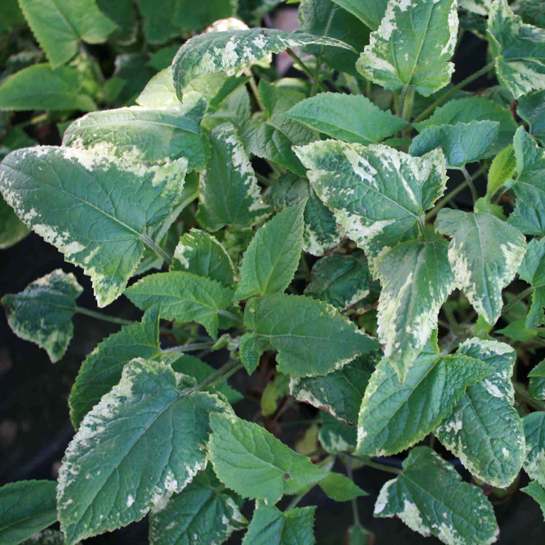 Salvia 'Fuji Snow'