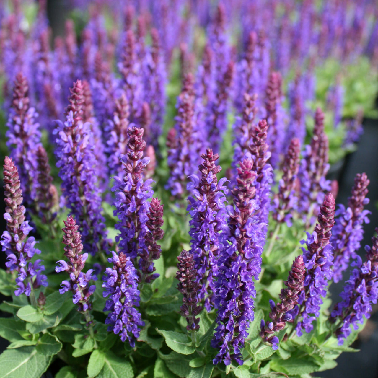 Salvia nemorosa 'Marcus' Meadow Sage