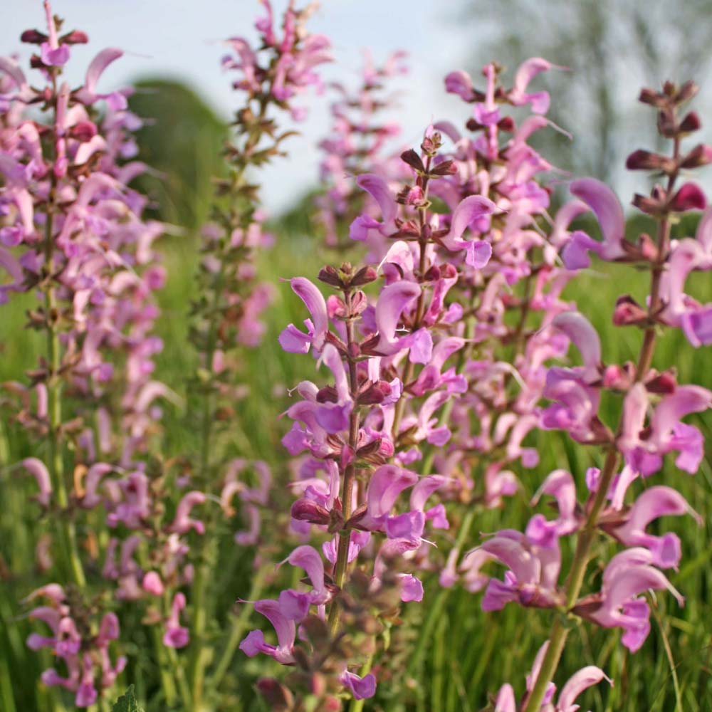 Salvia pratensis 'Rose Rhapsody' Meadow Clary Sage