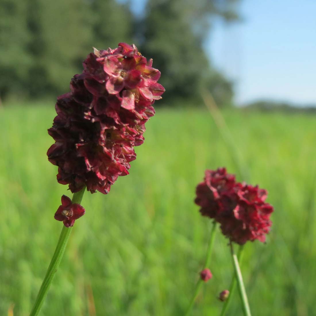 Sanguisorba officinalis Burnet