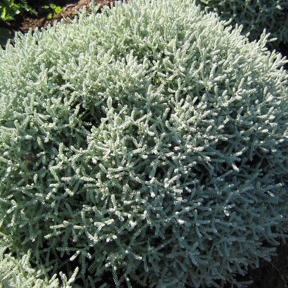 Santolina incana 'Nana' Lavender Cotton