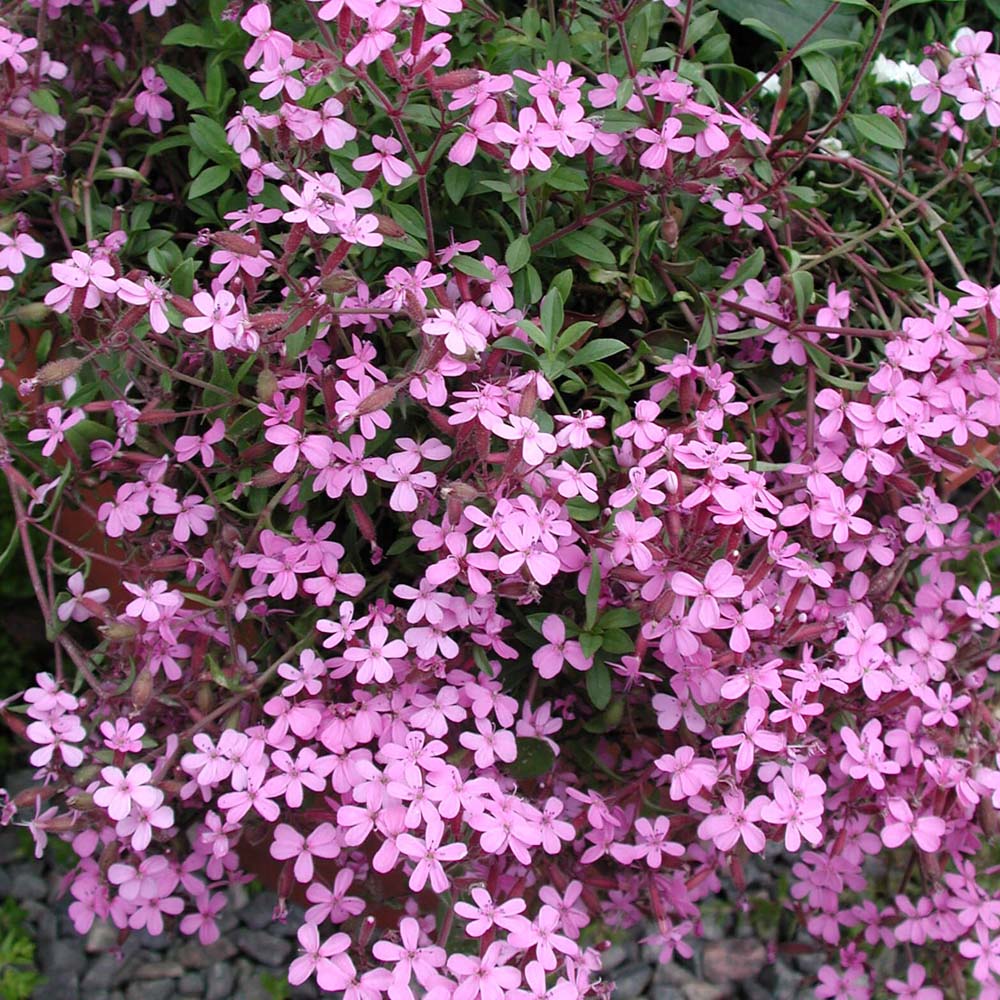 Saponaria ocymoides Soapwort