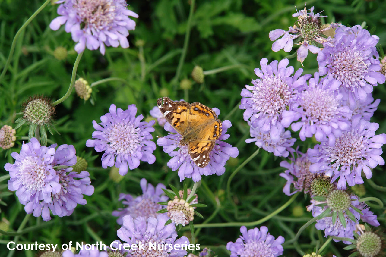 Scabiosa columbaria Butterfly Blue Pincushion Flower for sale 