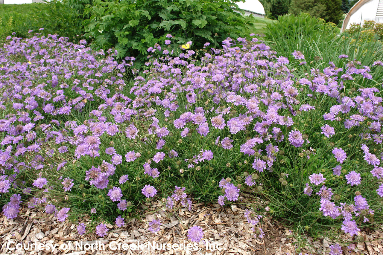 Scabiosa columbaria Butterfly Blue Pincushion Flower for sale 