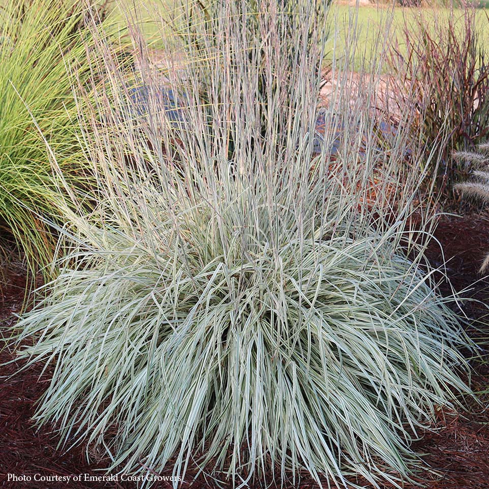 Schizachyrium Shining Star Little Bluestem