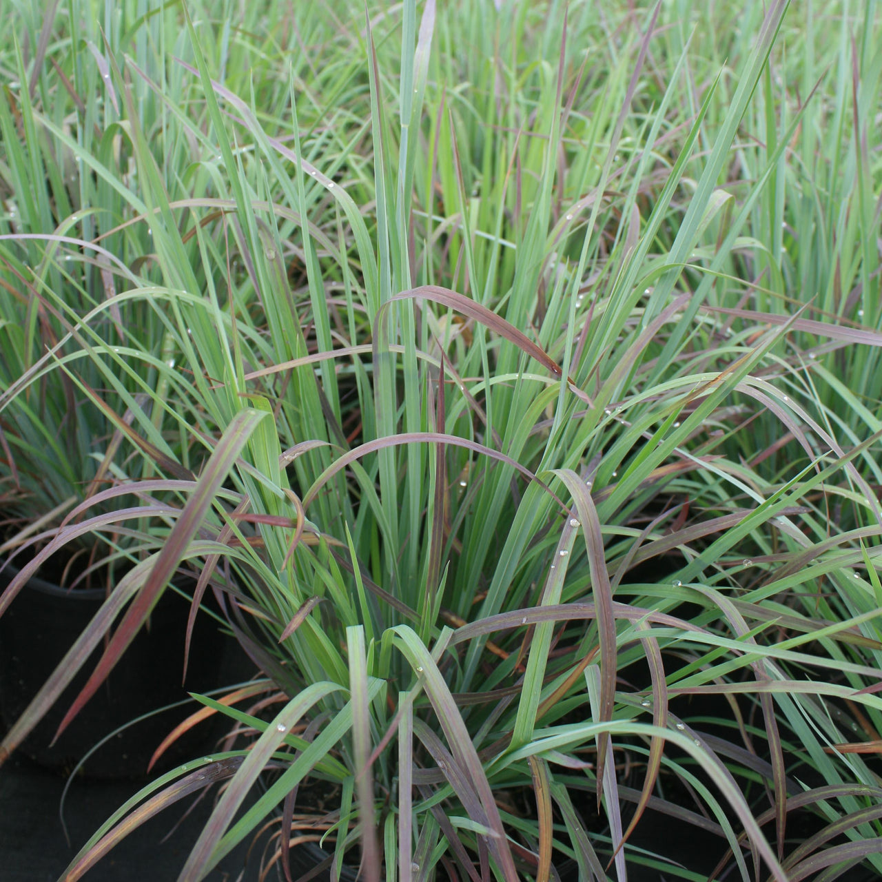 Schizachyrium Standing Ovation Little Blue Stem