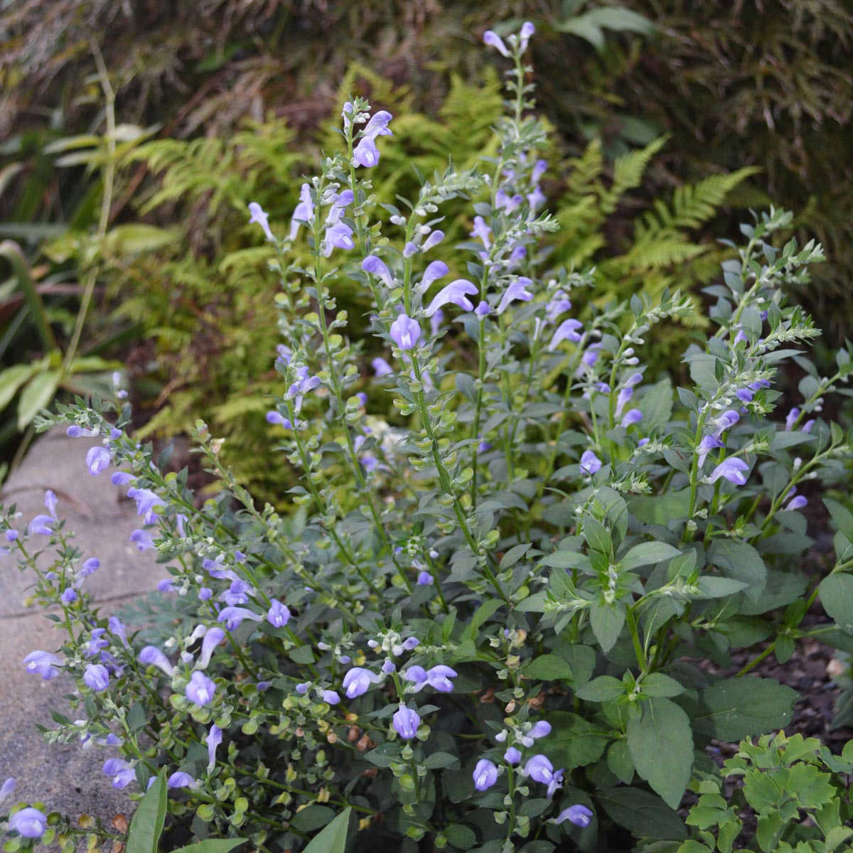 Scutellaria incana Hoary Skullcap