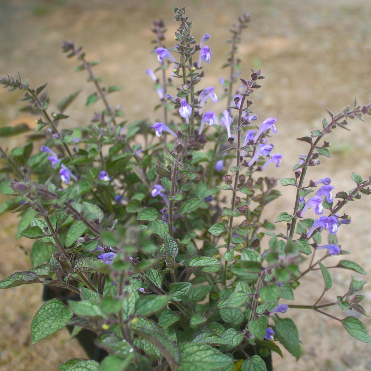 Scutellaria ovata Heart-Leaved Skullcap