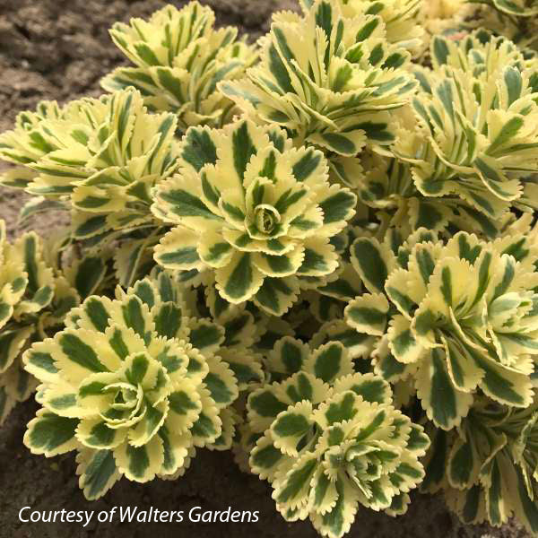 Sedum takesimense Atlantis Stonecrop