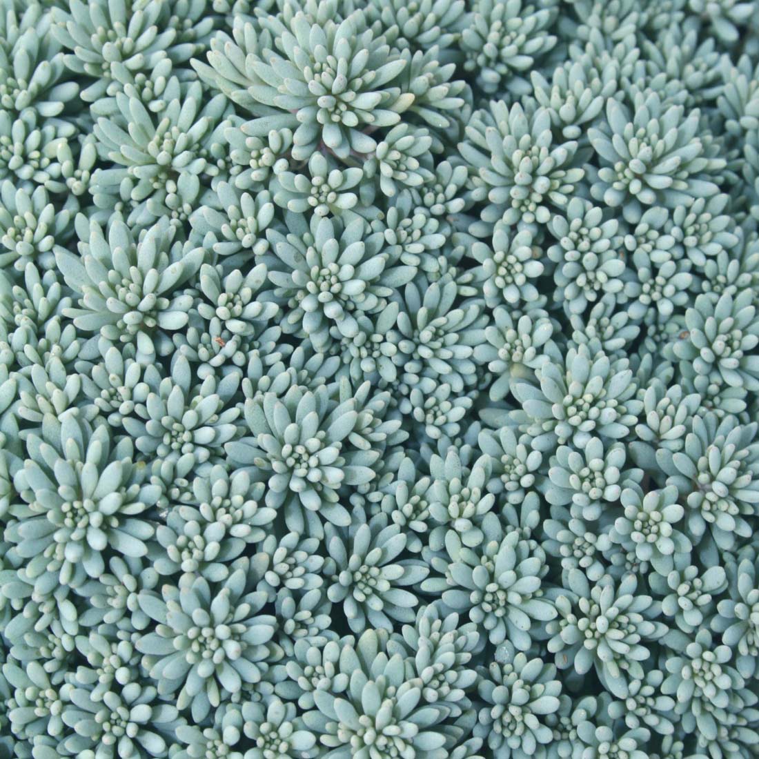 Sedum 'Blue Carpet' Stonecrop