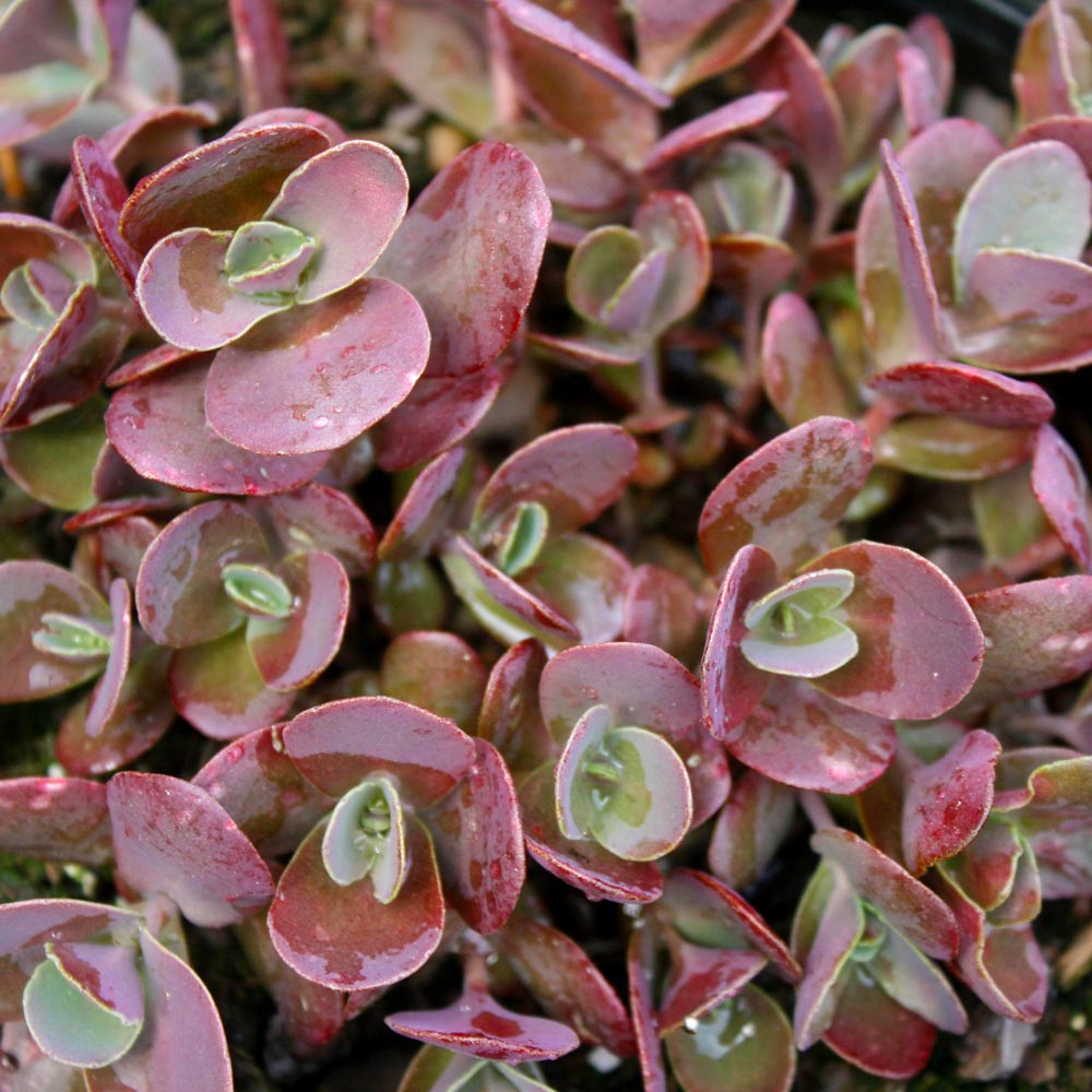 Sedum x 'Cherry Tart' Stonecrop