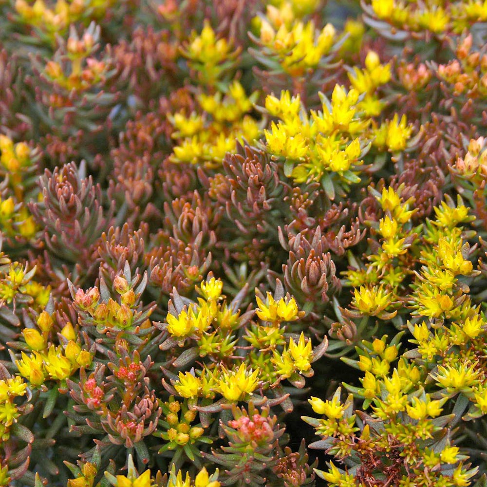 Sedum hakonense 'Chocolate Ball' Stonecrop