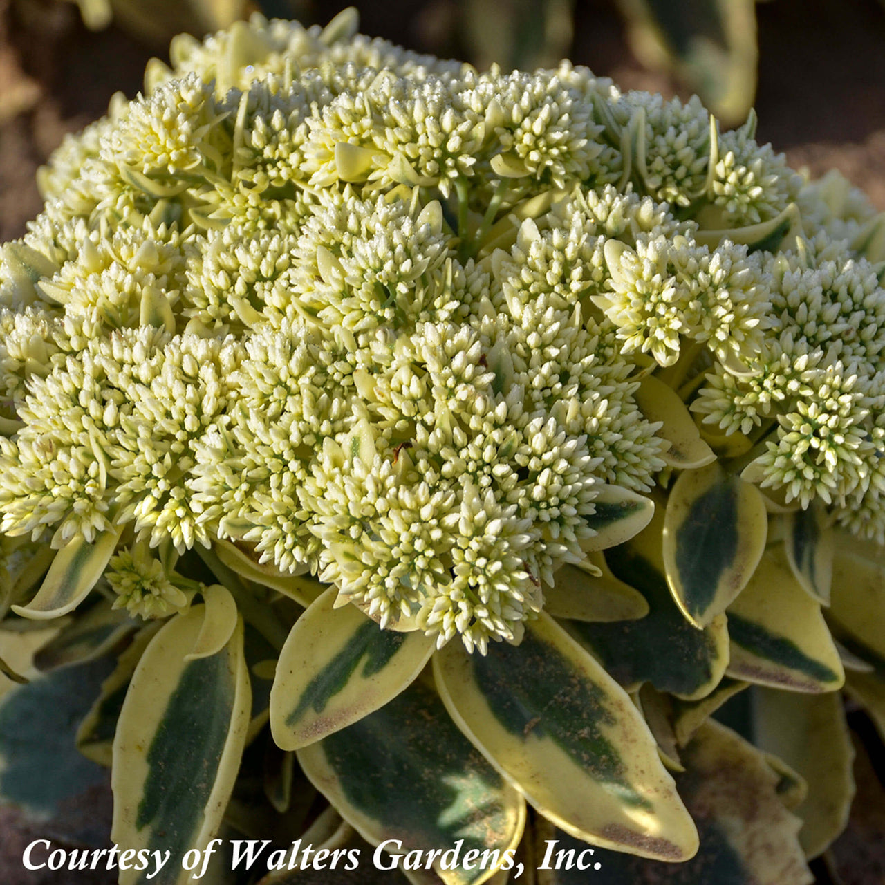 Sedum spectabile 'Frosted Fire' Stonecrop