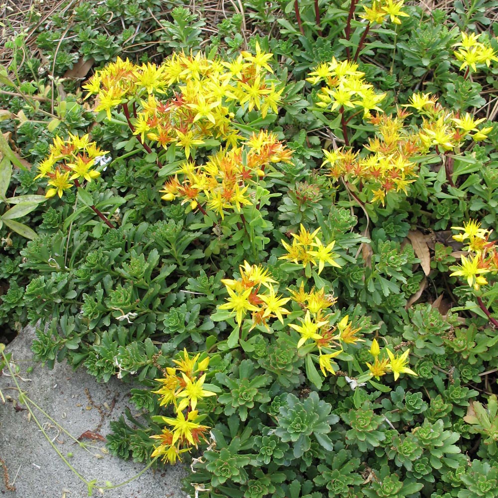 Sedum floriferum 'Weihenstephaner Gold' Stonecrop