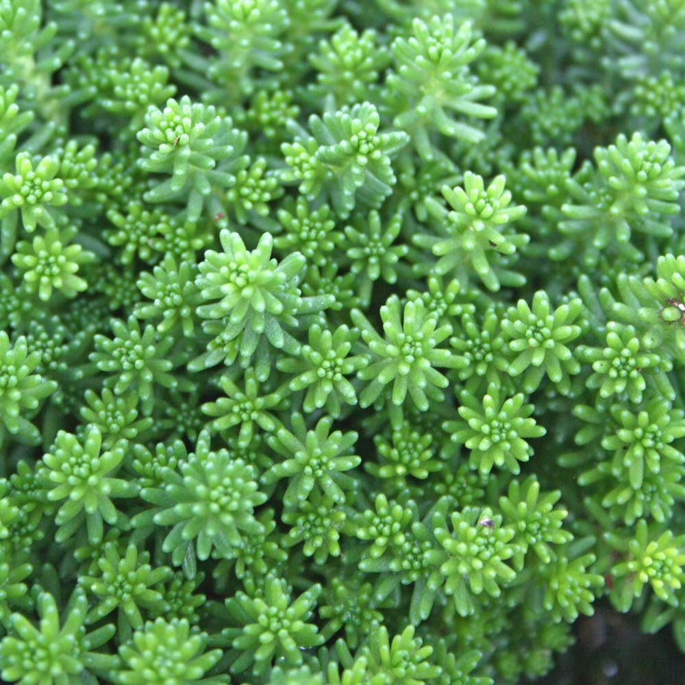 Sedum acre -  Gold Moss Stonecrop